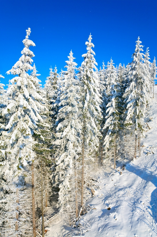 寒冬平静的山地景观风和雪覆盖的采树图片