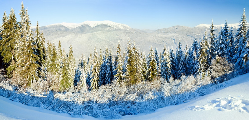 冬季平静的山地风景雪覆盖了树苗缝两针图片
