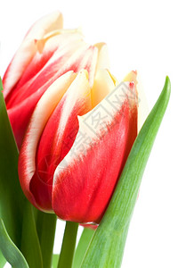 春假红白郁金香花底孤立于图片