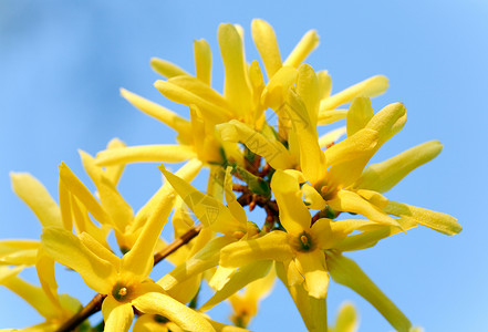 黄色福塞西亚树丛蓝天空背景春花的树枝图片