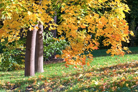 秋天市公园金树叶背景图片