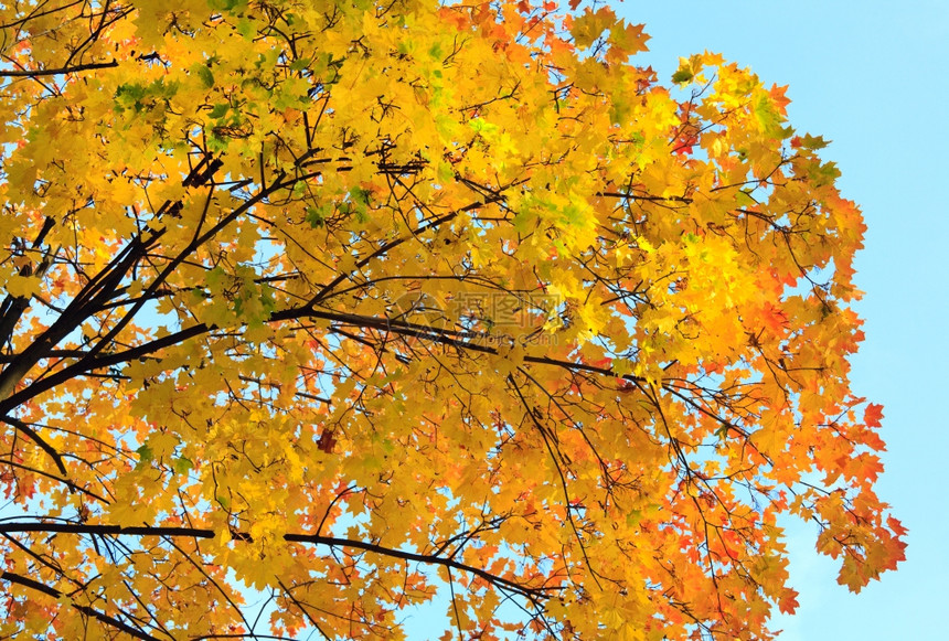 秋季城市公园金树叶下图图片