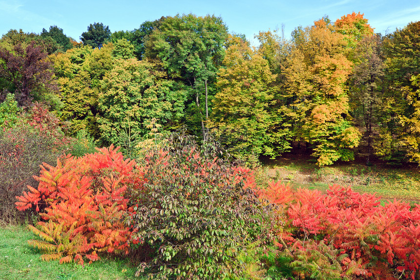 秋天市公园的多彩红色黄树丛图片