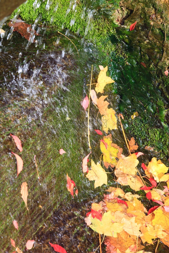 秋天公园小瀑布和割断黄叶的小瀑布图片