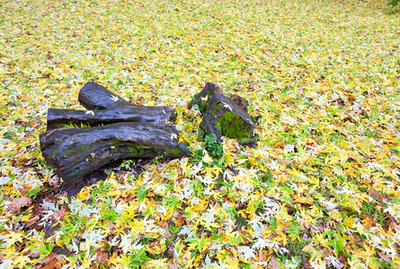 秋天公园草地和根上的黄片叶图片