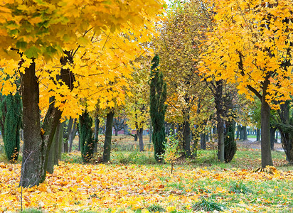 金秋市公园前面有黄色大树图片