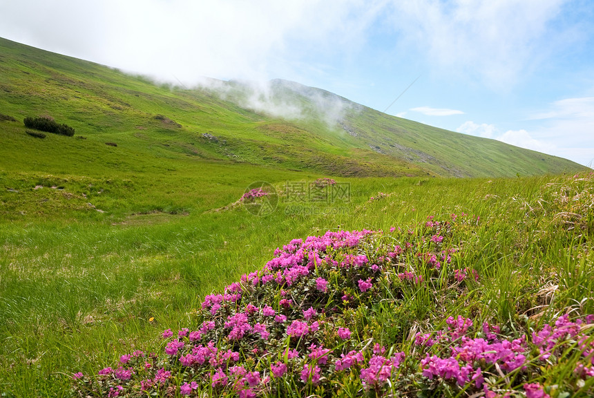 夏季山边乌克兰喀尔巴阡山的粉红多登山花乌克兰喀尔巴阡山图片