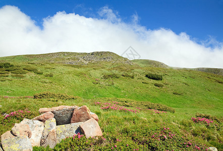 泰莱多夏季山边乌克兰喀尔巴阡山的粉红多登山花乌克兰喀尔巴阡山背景