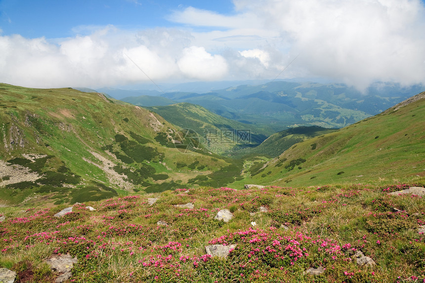 夏季山边乌克兰喀尔巴阡山的粉红多登山花乌克兰喀尔巴阡山图片