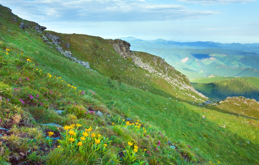 夏季山边乌克兰喀尔巴阡山的粉红多登山和黄花乌克兰喀尔巴阡山图片