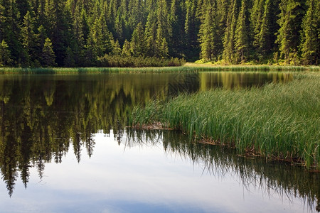 仅仅是夏季山湖Marichejka和fir森林反射乌克兰Chornogora海脊喀尔巴阡山背景