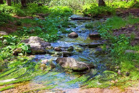 夏季溪流森林底部石块覆盖苔图片