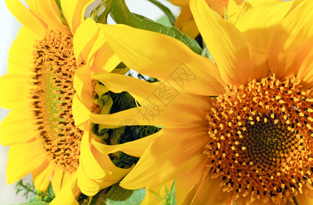 漂亮的黄向日葵夏花束碎片背景图片