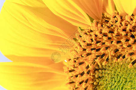 漂亮的黄向日葵碎片自然背景具有相当深的锐度复合宏观照片背景图片