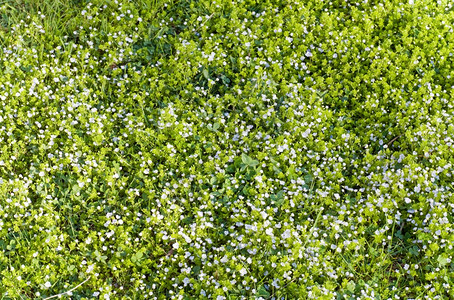 花小蓝的园夏季绿草自然背景图片