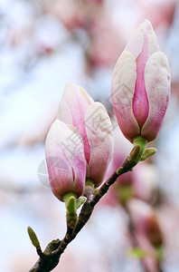 木兰树的大花朵在树背景上图片
