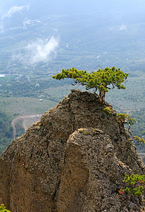 薄雾谷底的岩石上锥形树Demerdzhi山克里米亚乌兰图片