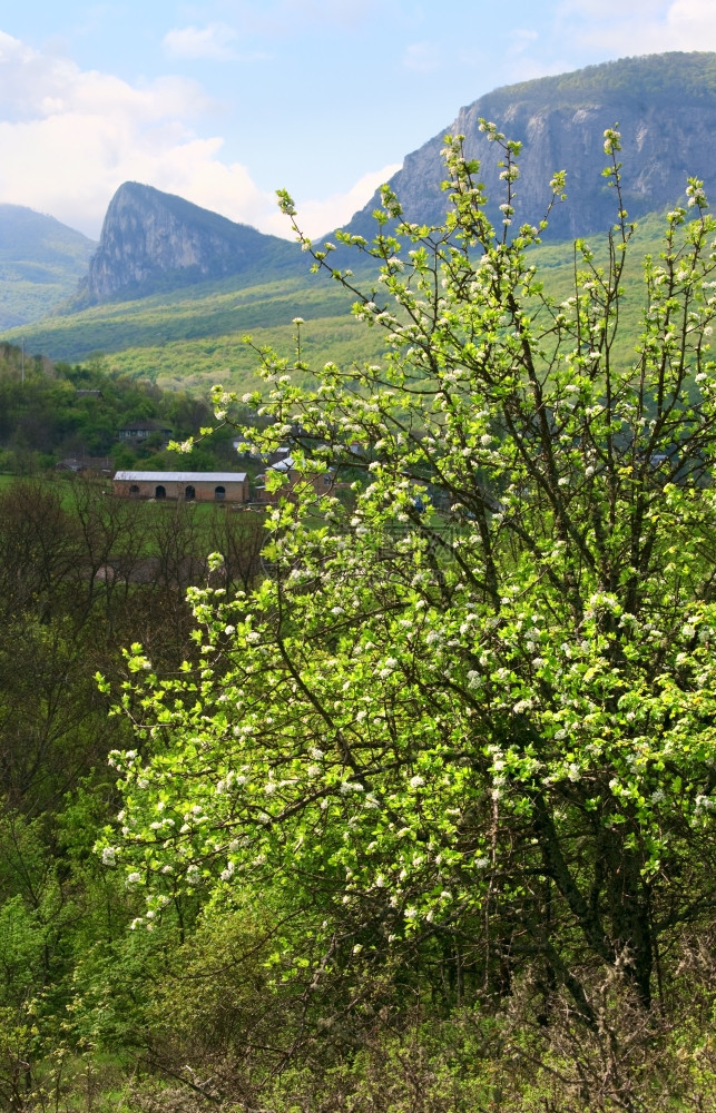 春山地貌和露天林FalconFlyingup靠近乌克兰里米亚索科利诺埃村克里米亚图片