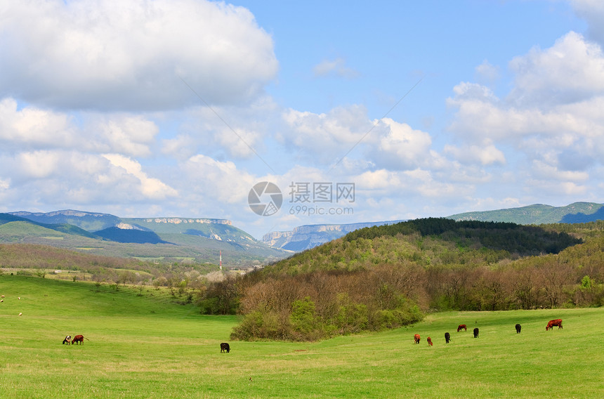 近村附山丘上的牛群图片