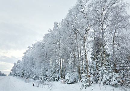 白霜初寒冬季寒荒凉的风景路边有冰覆盖道和树木背景