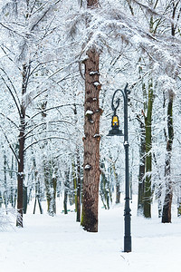 冬季城市公园下雪的树木日落图片