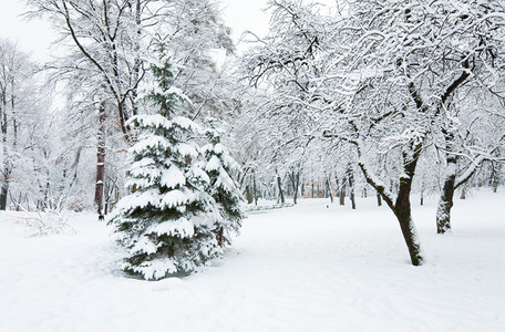 冬季城市公园下雪的树木日落图片