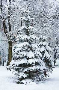 冬季城市公园下雪的树木日落图片