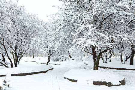 冬季城市公园下雪的树木日落图片