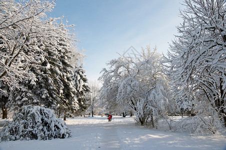公园道路上的雪树图片