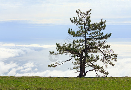 覆盖天空背景的松树孤图片