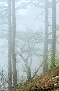 山丘上夏季松树林的浓雾乌克兰里米亚图片
