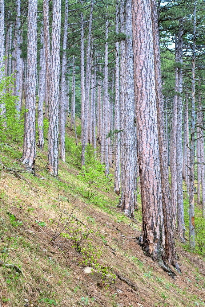 山丘上的松树夏季林AjPetri山乌克兰里米亚图片