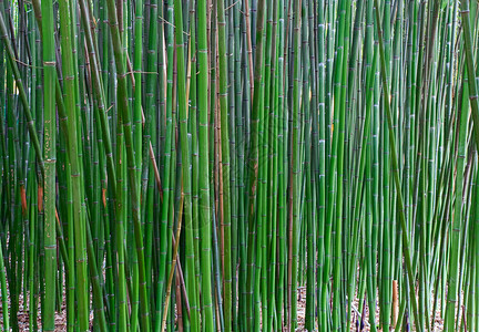 青竹植物的高绿色树干图片