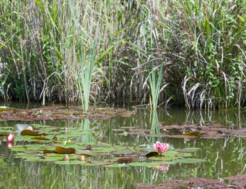 小池塘表面粉红花图片