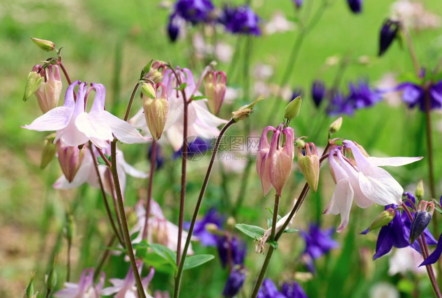 春公园花棚上的紫和白图片