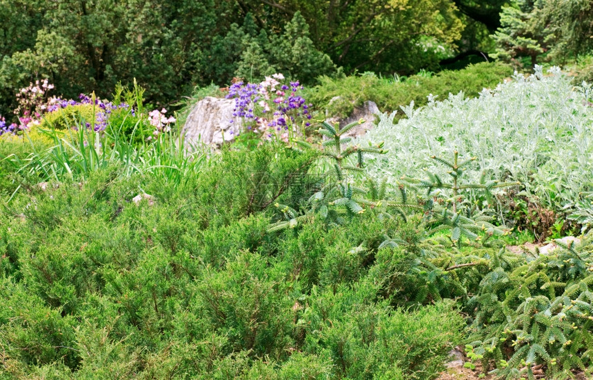 春公园的长青植物和花朵图片