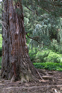 古老雄伟的红杉红杉的基部树干部分图片