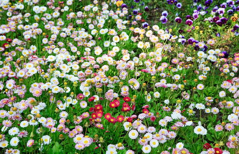 有花的菊植物春底图片