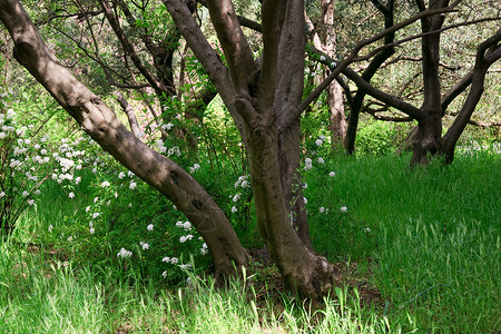 春林中的花丛和白图片