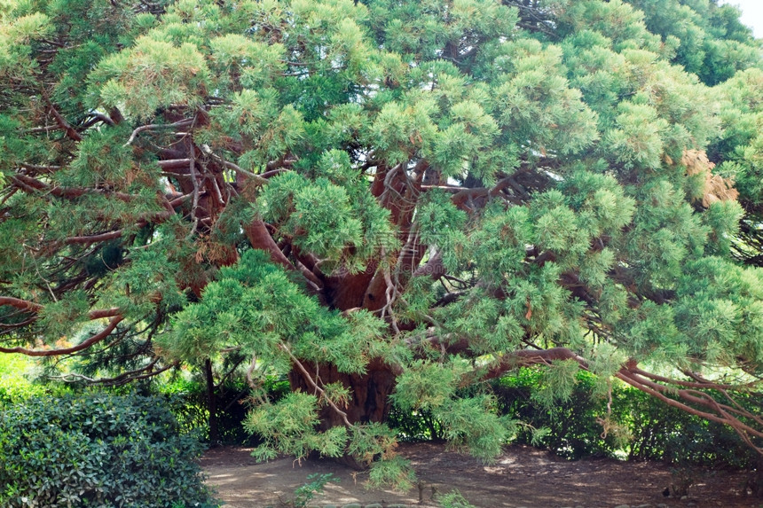 春季公园乌克兰克里米亚的大树枝常绿红树杨梅图片