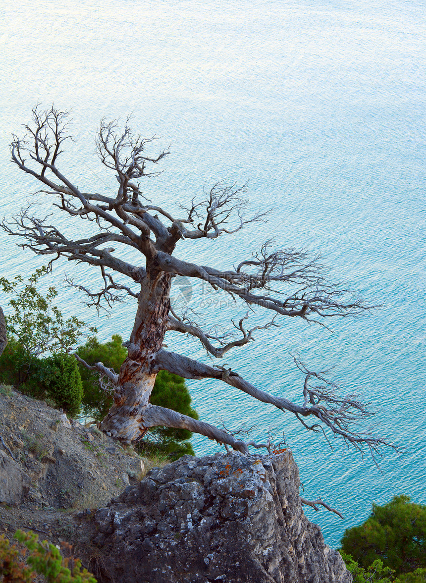 海洋背景上的枯树克里米亚乌兰图片