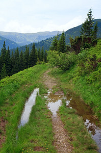 Fir森林和乡村公路夏季山边有水坑乌克兰喀尔巴阡山图片