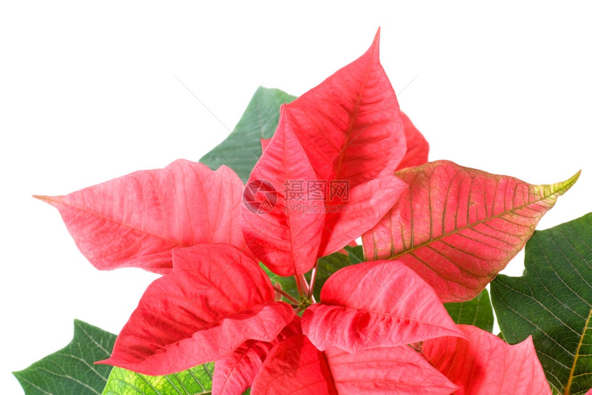 白色的红煎饼白的红植物圣诞象征图片