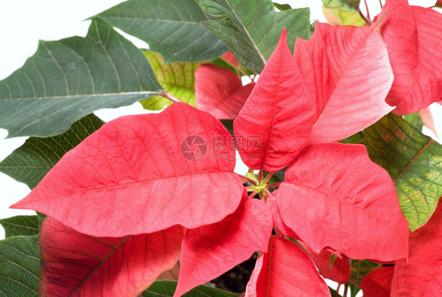白色的红煎饼白的红植物圣诞象征图片