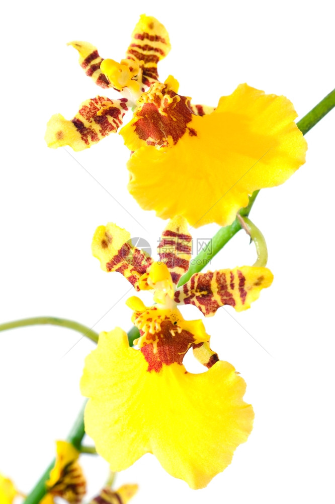 美丽的波塞奥黄色棕兰花团Macro图片