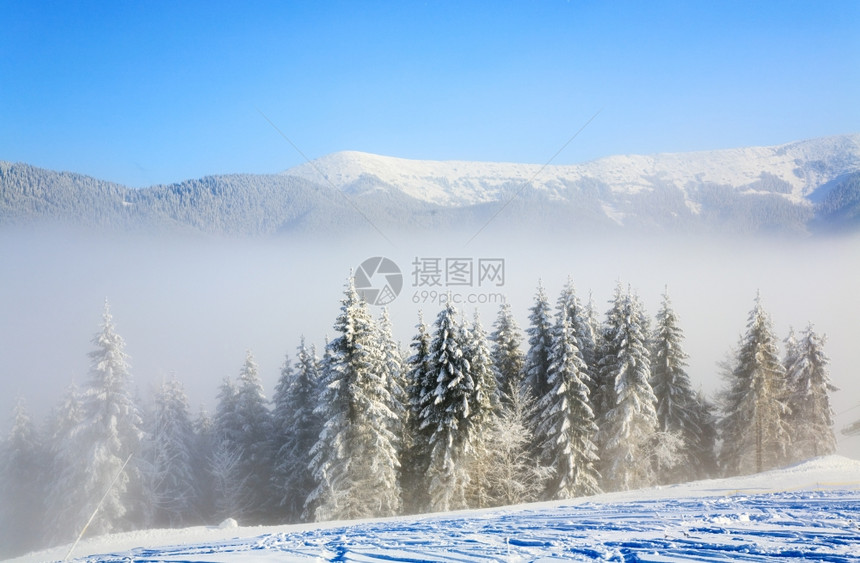 冬季薄雾的山地景观布满了和雪覆盖的树苗图片