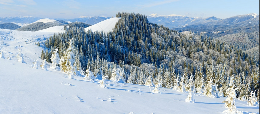 冬季平静的山地风景雪覆盖了树缝五针图片