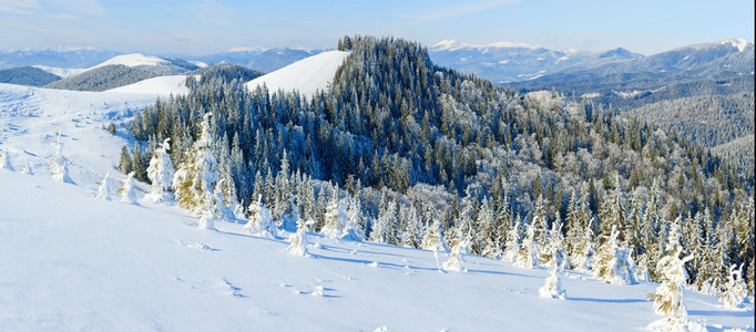 冬季平静的山地风景雪覆盖了树缝五针图片