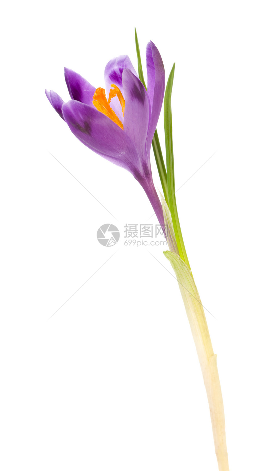 白背景上的紫花crocus图片