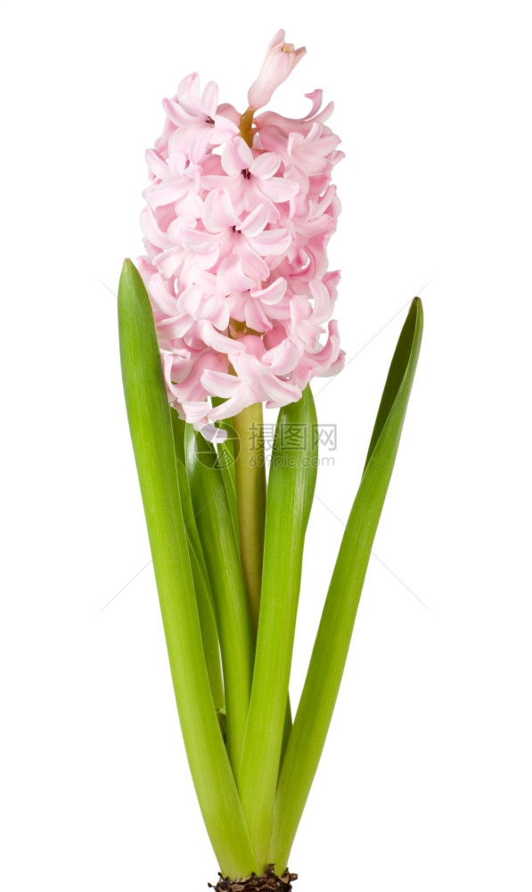 春假粉色长青花白底孤立的朵图片